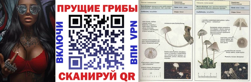 как найти закладки  Верея  Псилоцибиновые грибы Cubensis 